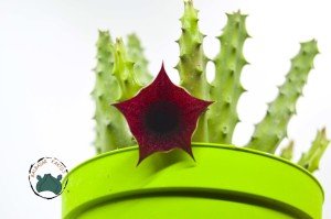 Orbea Semitubiflora Bordo Çiçek Açan Leş Kaktüsü (8,5cm saksı)