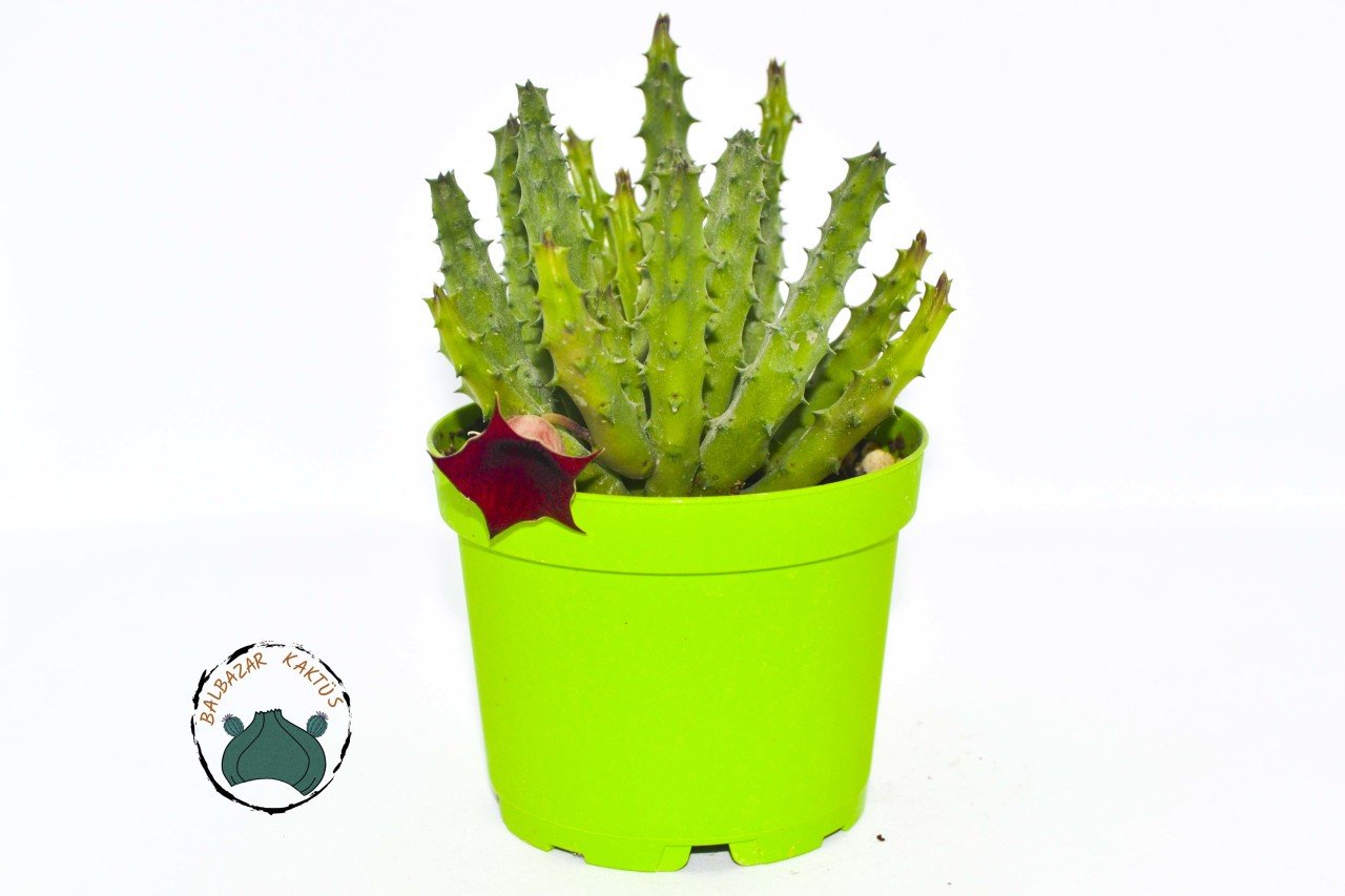 Orbea Semitubiflora Bordo Çiçek Açan Leş Kaktüsü (8,5cm saksı)