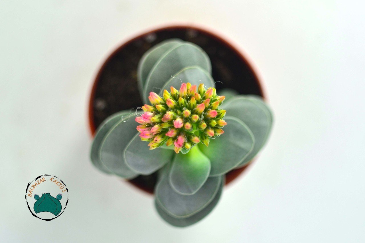 Crassula Morgans Beauty - Kat kat Yapraklı Sukulent Özel Tür