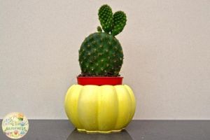 Opuntia Microdasys Sarı Dikenli Tavşan Kulağı Kaktüs (5,5cm saksı)