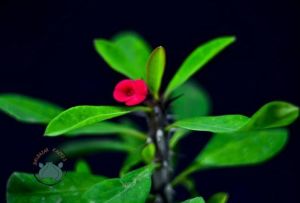 Euphorbia Milii Sukulent -Dikenler Tacı Sukulent Kırmızı(5,5cmlik saksı)