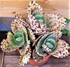 Kalanchoe Marmorata Sukulent Mor Benekli Yapraklı TekGövdeli(8,5cm saksıda)