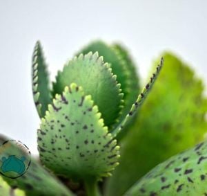 Kalanchoe Marmorata Sukulent Mor Benekli Yapraklı TekGövdeli(8,5cm saksıda)