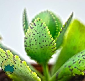 Kalanchoe Marmorata Sukulent Mor Benekli Yapraklı TekGövdeli(8,5cm saksıda)