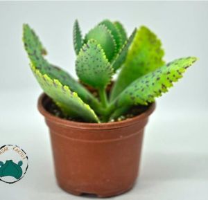 Kalanchoe Marmorata Sukulent Mor Benekli Yapraklı TekGövdeli(8,5cm saksıda)