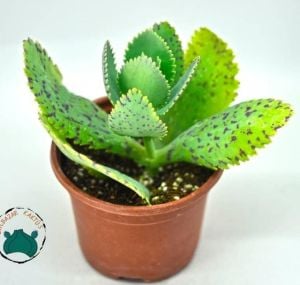 Kalanchoe Marmorata Sukulent Mor Benekli Yapraklı TekGövdeli(8,5cm saksıda)