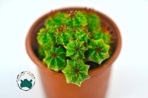 Euphorbia Pseudomammilaris Bol Yavrulu Top Kaktüs