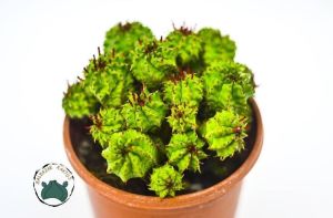 Euphorbia Pseudomammilaris Bol Yavrulu Top Kaktüs