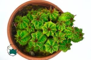 Euphorbia Pseudomammilaris Bol Yavrulu Top Kaktüs