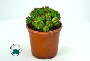 Euphorbia Pseudomammilaris Bol Yavrulu Top Kaktüs