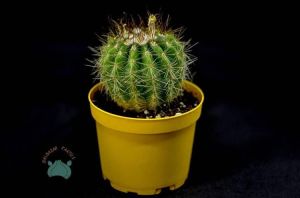 Notocactus Ottonis Kaktüs Nadir Tür  (8.5cmlik saksıda)