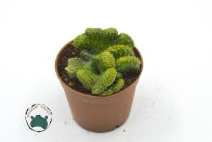 Hildewintera Colademononis Cristata - Kıvrak Gövde Beyin Kaktüs