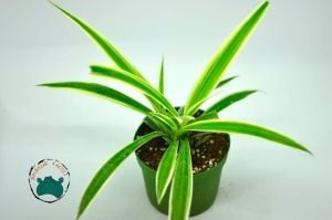 Kurdele Çiçeği Chlorophytum Salon Ofis Bitkisi (8,5cm saksıda)