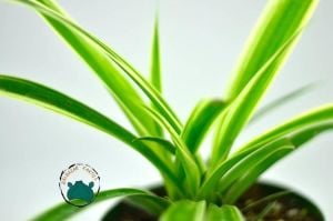 Kurdele Çiçeği Chlorophytum Salon Ofis Bitkisi (8,5cm saksıda)