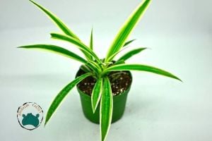 Kurdele Çiçeği Chlorophytum Salon Ofis Bitkisi (8,5cm saksıda)