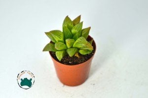Haworthia Retusa Sukulent - Yıldız Kaktüs -Koleksiyonluk Tür