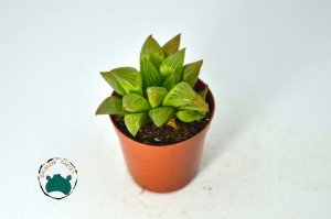 Haworthia Retusa Sukulent - Yıldız Kaktüs -Koleksiyonluk Tür