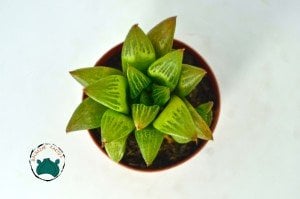 Haworthia Retusa Sukulent - Yıldız Kaktüs -Koleksiyonluk Tür