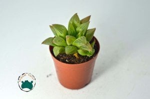 Haworthia Retusa Sukulent - Yıldız Kaktüs -Koleksiyonluk Tür