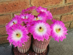 Echinocereus Rigidissimus Rubispinus - Paskalya Kaktüsü  - Mor Pembe Çiçek Açar (5,5cmlik saksıda)