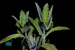 Kalanchoe Fedtschenkoi Sukulent