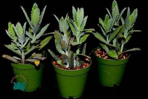 Kalanchoe Fedtschenkoi Sukulent