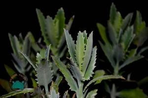 Kalanchoe Fedtschenkoi Sukulent