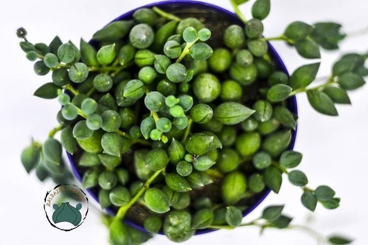Senecio Rowleyanus Tesbih Çiçeği Bezelye Sukulent Sivri Uçlu (8.5cm)