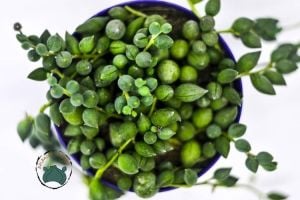Senecio Rowleyanus Tesbih Çiçeği Bezelye Sukulent Sivri Uçlu (8.5cm)