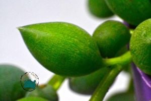 Senecio Rowleyanus Tesbih Çiçeği Bezelye Sukulent Sivri Uçlu (8.5cm)