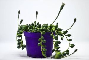Senecio Rowleyanus Tesbih Çiçeği Bezelye Sukulent Sivri Uçlu (8.5cm)
