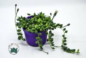 Senecio Rowleyanus Tesbih Çiçeği Bezelye Sukulent Sivri Uçlu (8.5cm)
