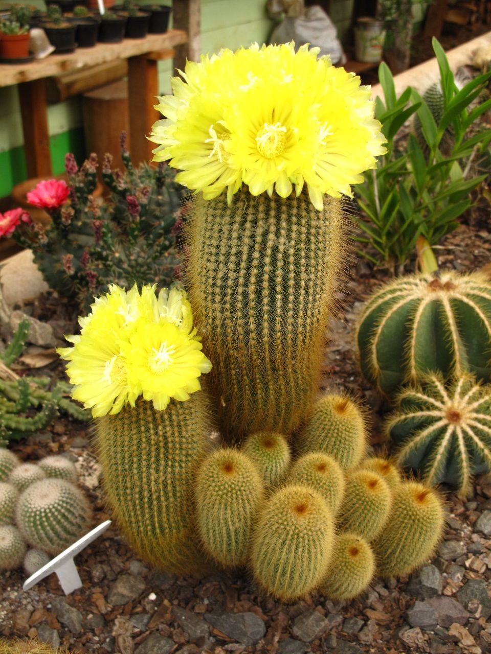 Notocactus Leninghausii - Altın Sarısı Dikenli Kaktüs (8,5 cmlik saksıda)