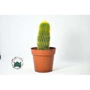 Notocactus Leninghausii - Altın Sarısı Dikenli Kaktüs (8,5 cmlik saksıda)