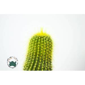 Notocactus Leninghausii - Altın Sarısı Dikenli Kaktüs (8,5 cmlik saksıda)