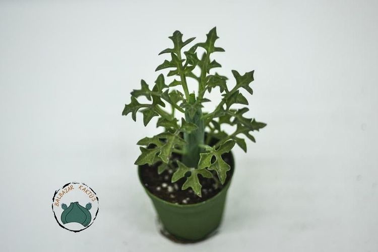 Senecio Articulatus Yaprak Açan Sukulent Nadir Tür