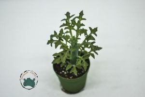 Senecio Articulatus Yaprak Açan Sukulent Nadir Tür