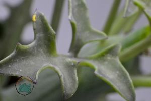 Senecio Articulatus Yaprak Açan Sukulent Nadir Tür