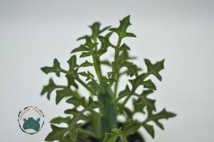 Senecio Articulatus Yaprak Açan Sukulent Nadir Tür