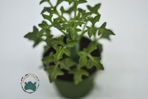 Senecio Articulatus Yaprak Açan Sukulent Nadir Tür