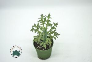 Senecio Articulatus Yaprak Açan Sukulent Nadir Tür