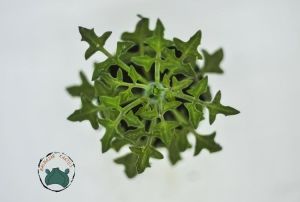 Senecio Articulatus Yaprak Açan Sukulent Nadir Tür