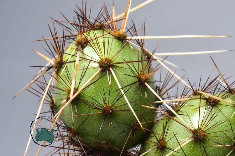 Tephrocactus Ovatus Koleksiyonluk Nadir Tür Kaktüs