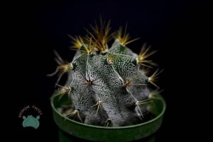 Astrophytum Ornatum Yıldız Kaktüs Nadir Tür(8.5cm saksı)