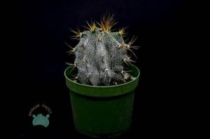 Astrophytum Ornatum Yıldız Kaktüs Nadir Tür(8.5cm saksı)