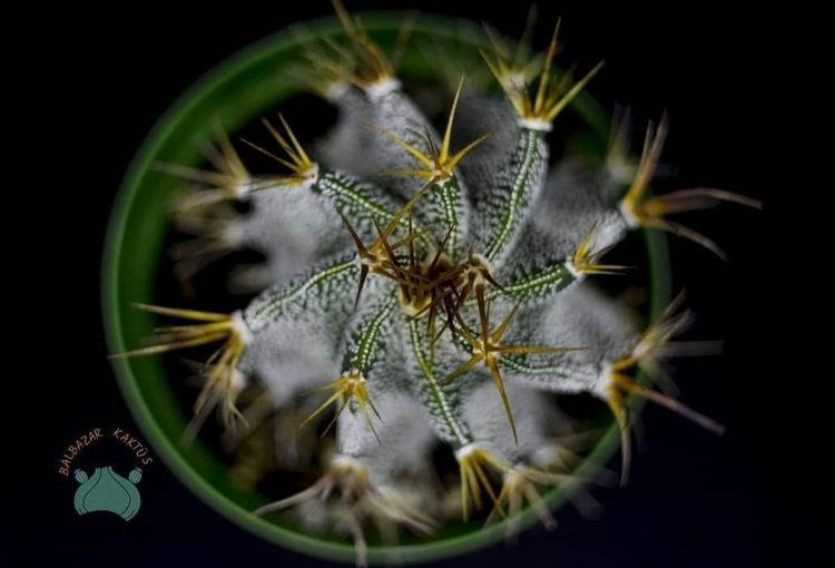 Astrophytum Ornatum Yıldız Kaktüs Nadir Tür(8.5cm saksı)