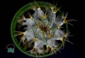 Astrophytum Ornatum Yıldız Kaktüs Nadir Tür(8.5cm saksı)