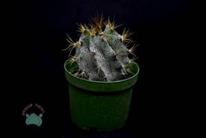 Astrophytum Ornatum Yıldız Kaktüs Nadir Tür(8.5cm saksı)