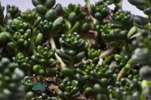 Sedum Furfuraceum Moran Boncuk Sukulent Dağ Koruğu Minimal Yaprak