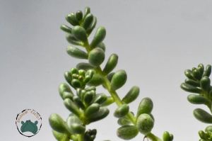 Sedum Furfuraceum Moran Boncuk Sukulent Dağ Koruğu Minimal Yaprak